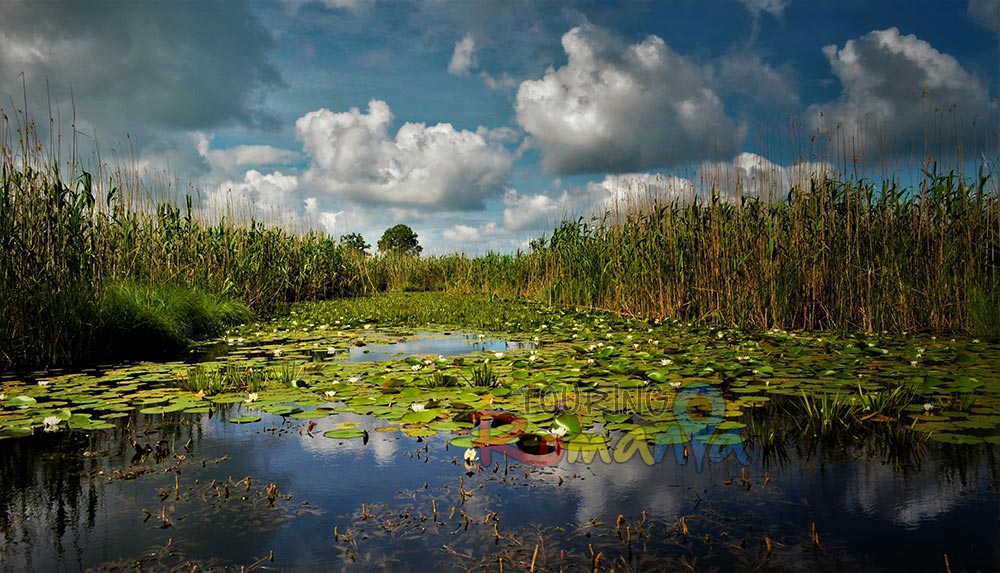 Bird Watching Wildlife Danube Delta Romania 4