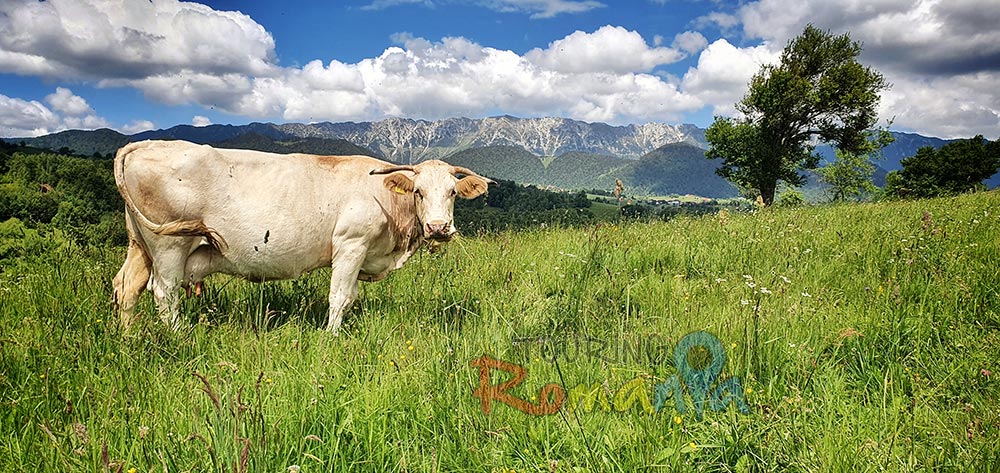 touring romania 2022 12