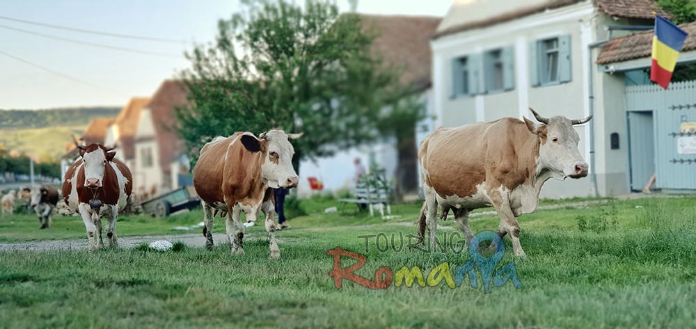 touring romania 2022 13