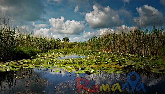 Wildlife in Danube Delta Romania